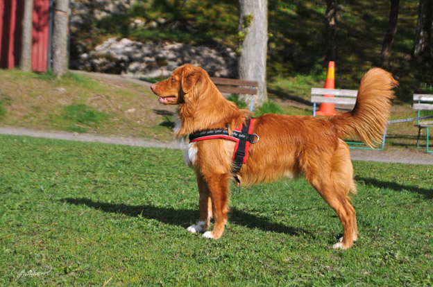 Hobbe 10 months
